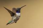 Black-chinned hummingbird flying in Madera Canyon, Arizona Art Print